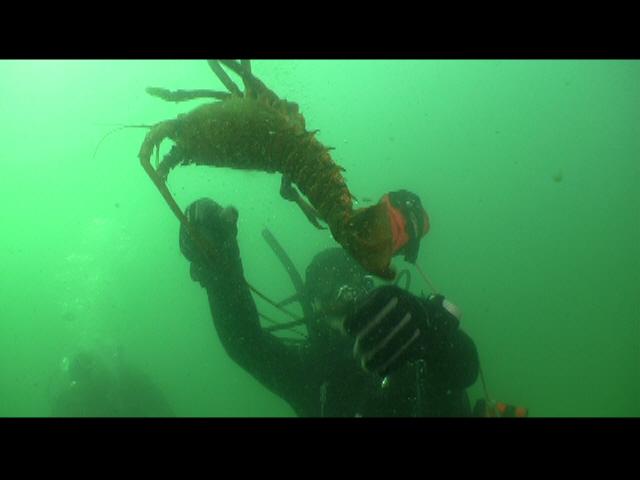 ODA Dive Crew releases lobster from trap, swims free!