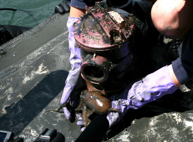 Ocean debris affect marine life. An octopus emerges from a valve.